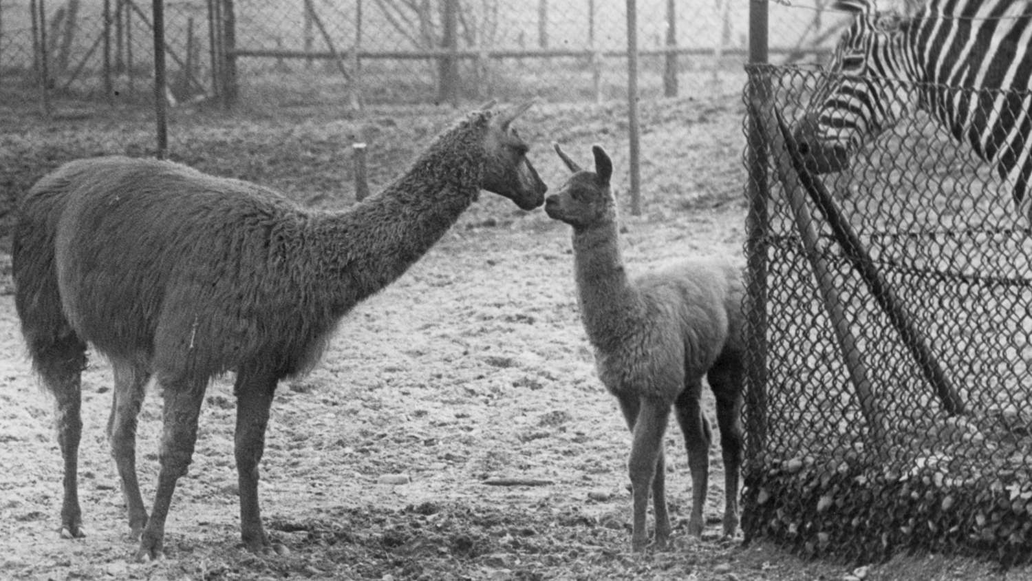 Llamas and Zebra in the Bürgerpark