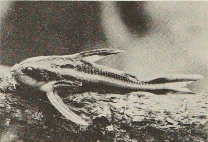 Black-and-white photograph of a fish (Acanthodoras spinosissimus) resting on an underwater branch