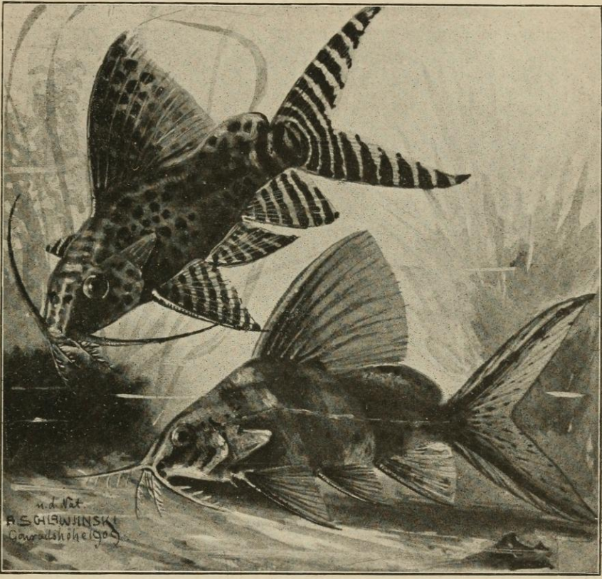 Illustration of fish (Doras) portrayed as in a natural (possibly riverine) habitat