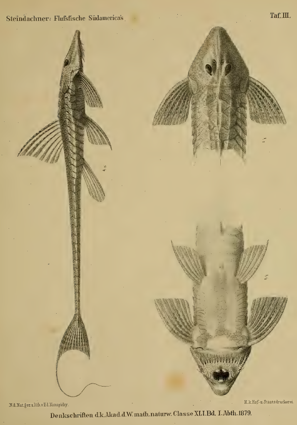 Reproduction of a page of anatomical illustrations of Loricaria variegata showing it from the top & bottom of the head as well as in full profile