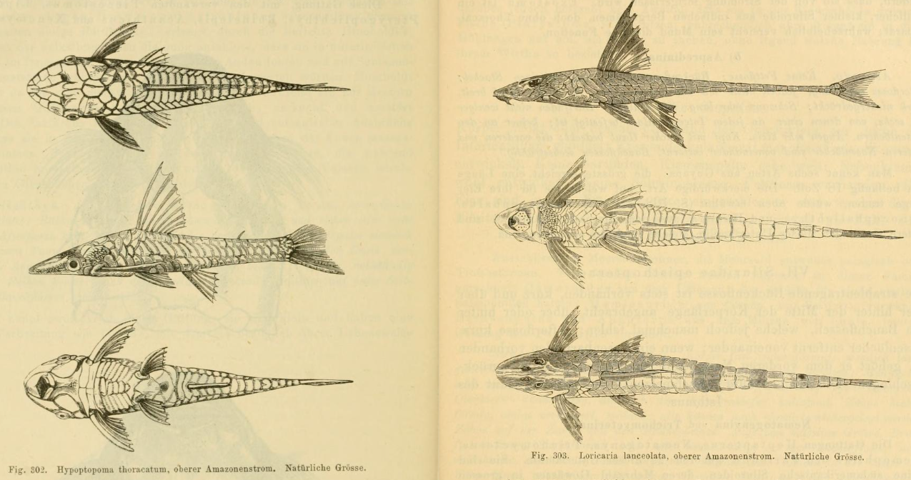 Reproduction of a two-page spread of anatomical illustrations of both Hypoptopoma thoracatum and Loricaria lanceolata, depicted in full length from the side, as well as from dorsal and ventral perspective